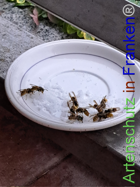 © Artenschutz in Franken® Bild zum Eintrag (1127732-160)