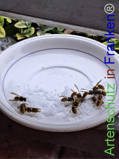 © Artenschutz in Franken® Bild zum Eintrag (1127733-160)