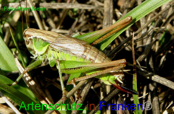 Bild zum Eintrag (1127758-160)