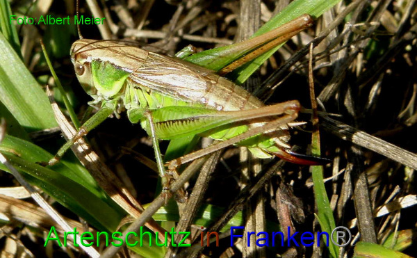 Bild zum Eintrag (1127759-160)