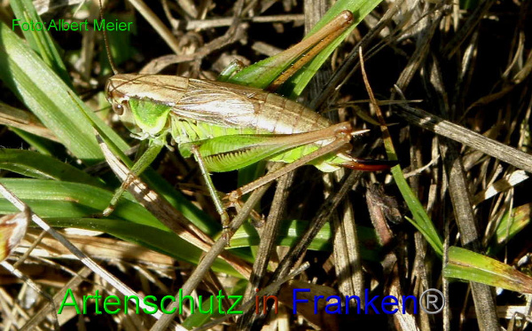 Bild zum Eintrag (1127760-160)