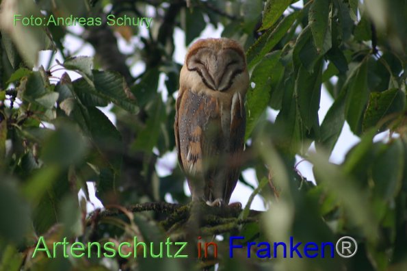 Bild zum Eintrag (1127930-160)