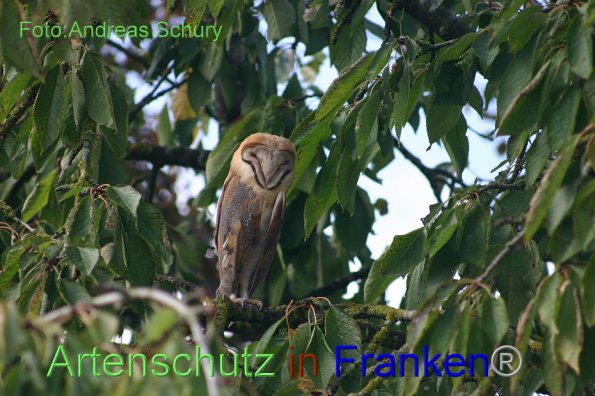 Bild zum Eintrag (1127931-160)