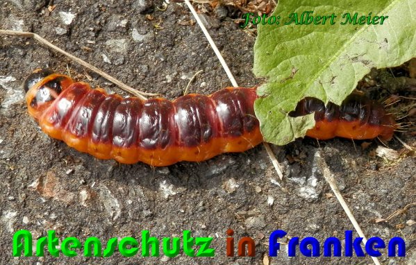 Bild zum Eintrag (1127973-160)