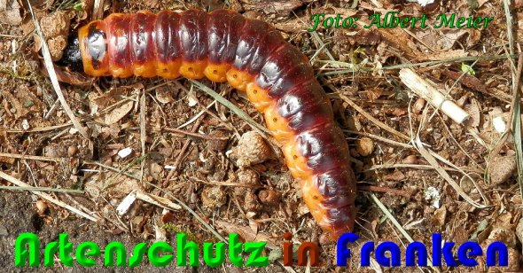 Bild zum Eintrag (1127974-160)