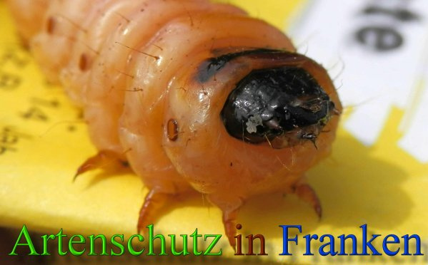 Bild zum Eintrag (1127978-160)