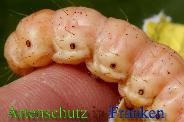 Bild zum Eintrag (1127980-160)