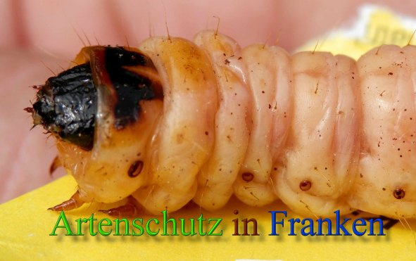 Bild zum Eintrag (1127981-160)