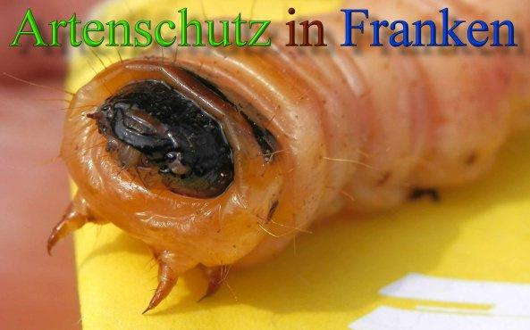 Bild zum Eintrag (1127982-160)