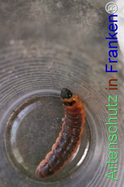 Bild zum Eintrag (1127984-160)