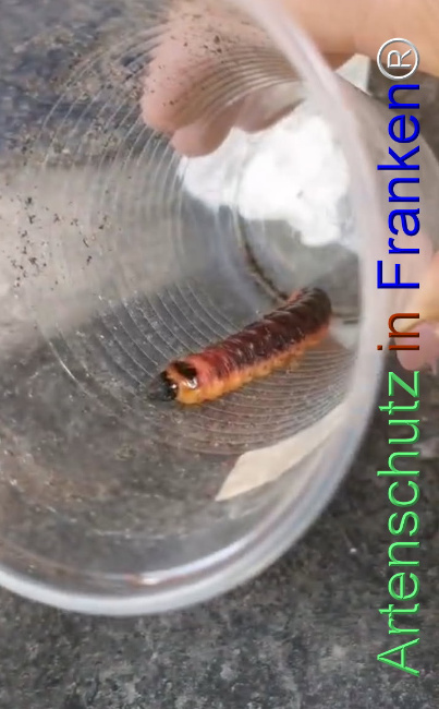 Bild zum Eintrag (1127985-160)