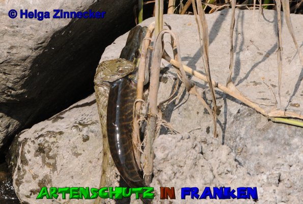 Bild zum Eintrag (1128036-160)