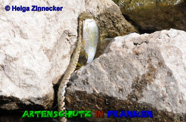 Bild zum Eintrag (1128037-160)