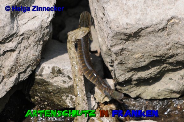 Bild zum Eintrag (1128038-160)