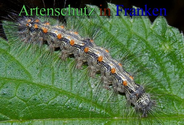 Bild zum Eintrag (1128082-160)