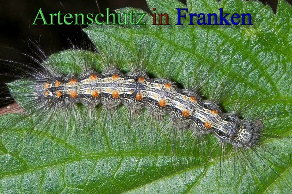 Bild zum Eintrag (1128083-160)