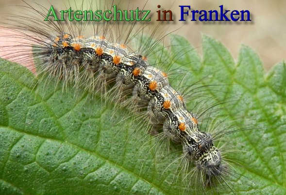 Bild zum Eintrag (1128084-160)