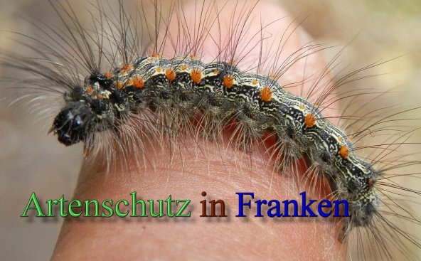 Bild zum Eintrag (1128088-160)