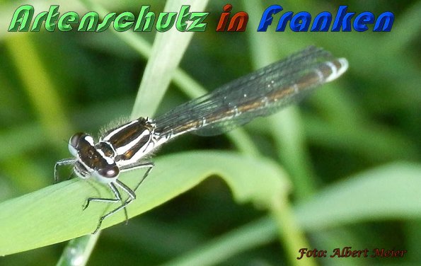 Bild zum Eintrag (1128125-160)