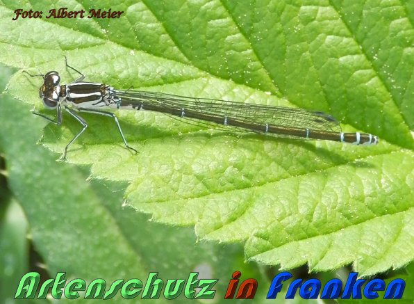 Bild zum Eintrag (1128126-160)