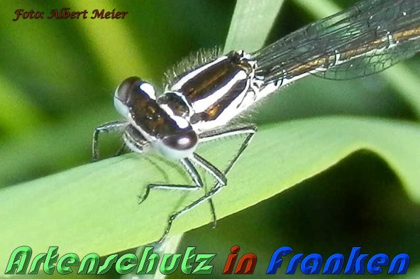 Bild zum Eintrag (1128127-160)