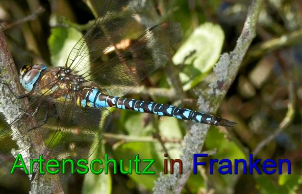 Bild zum Eintrag (1128152-160)