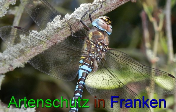 Bild zum Eintrag (1128157-160)