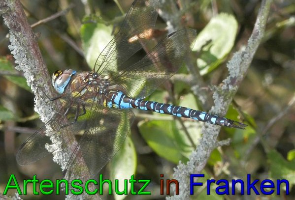 Bild zum Eintrag (1128165-160)