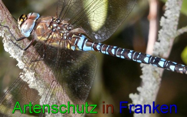 Bild zum Eintrag (1128166-160)