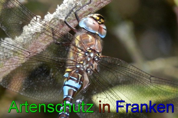 Bild zum Eintrag (1128170-160)