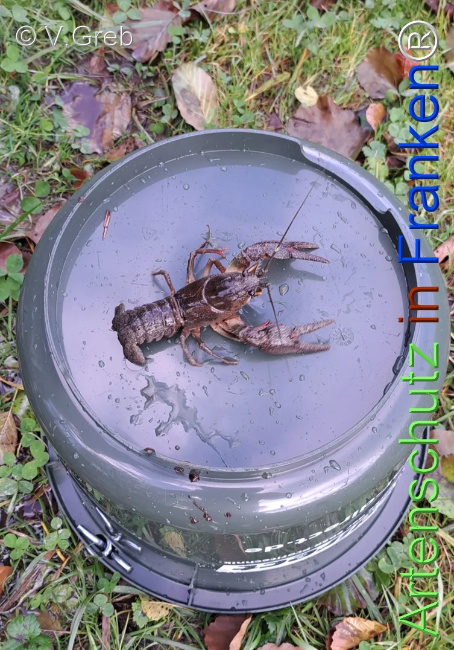 Bild zum Eintrag (1128463-160)