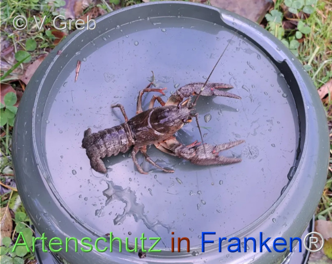 Bild zum Eintrag (1128465-160)