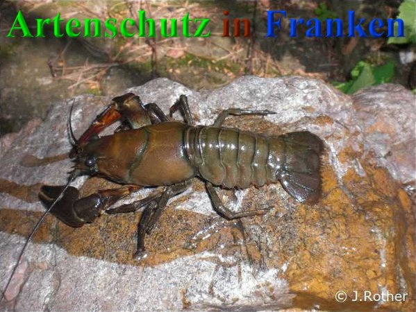 Bild zum Eintrag (1128468-160)