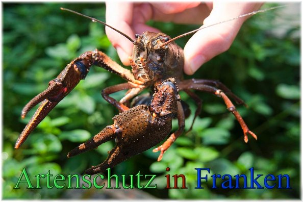 Bild zum Eintrag (1128470-160)