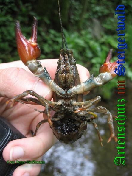 Bild zum Eintrag (1128472-160)