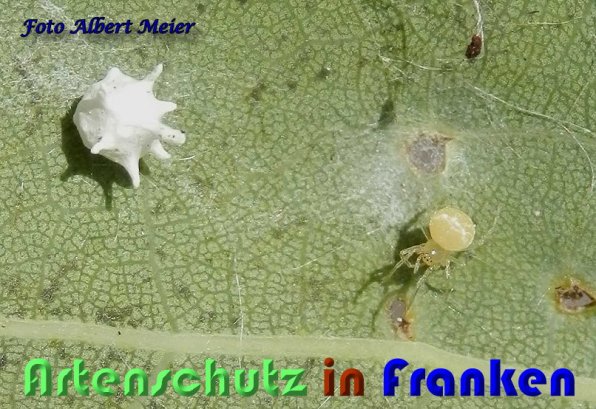 Bild zum Eintrag (1128700-160)