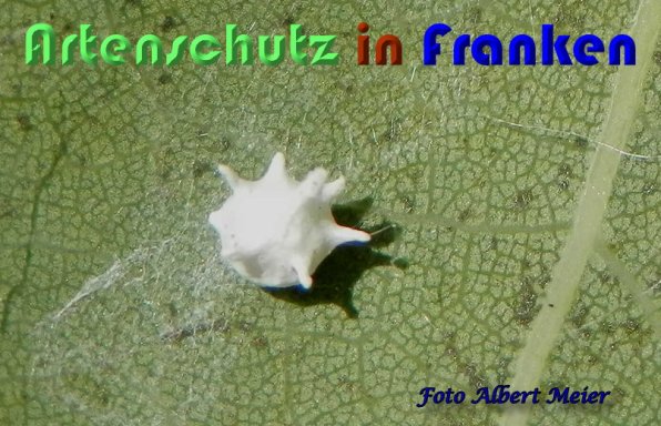 Bild zum Eintrag (1128701-160)