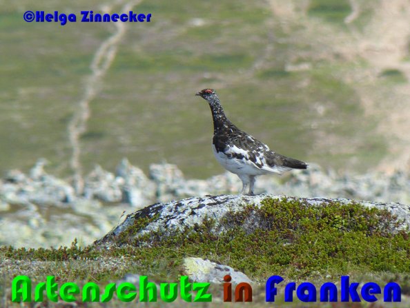 Bild zum Eintrag (1128716-160)