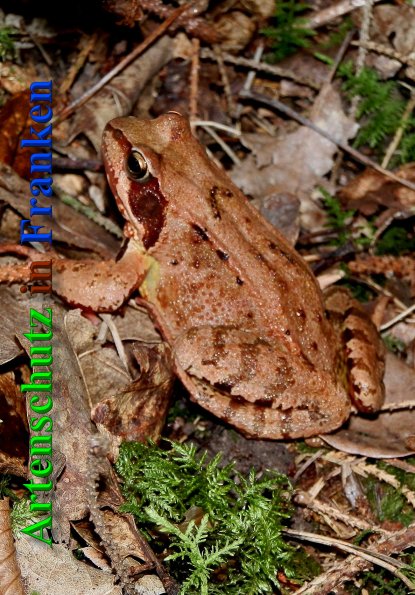 Bild zum Eintrag (1128752-160)