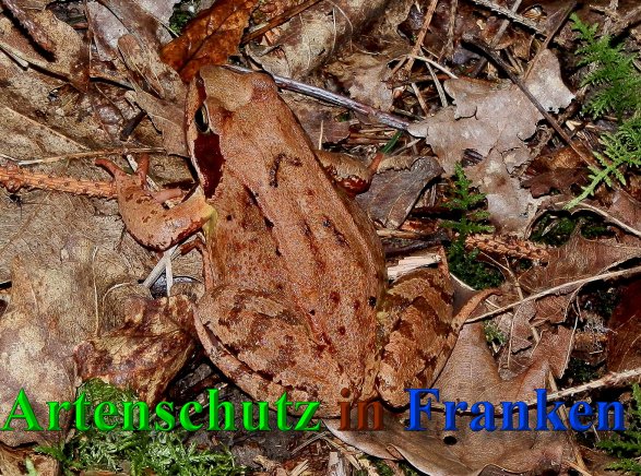 Bild zum Eintrag (1128753-160)