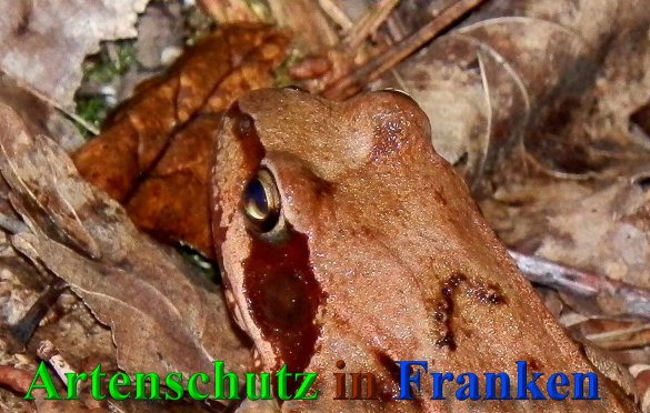 Bild zum Eintrag (1128754-160)