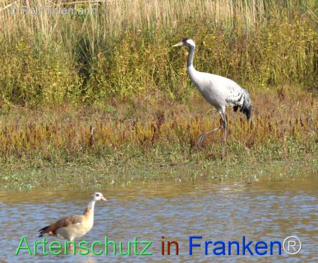 Bild zum Eintrag (1128802-160)