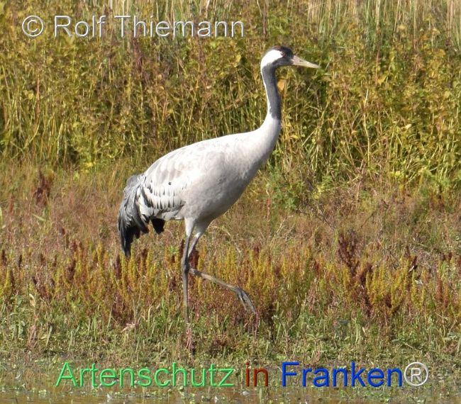 Bild zum Eintrag (1128804-160)