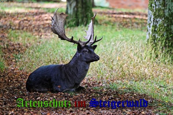 Bild zum Eintrag (1128918-160)