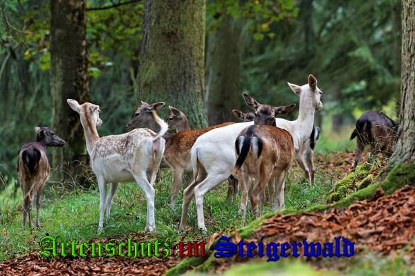 Bild zum Eintrag (1128919-160)