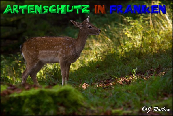 Bild zum Eintrag (1128920-160)