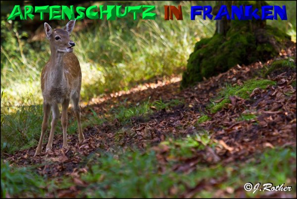 Bild zum Eintrag (1128924-160)