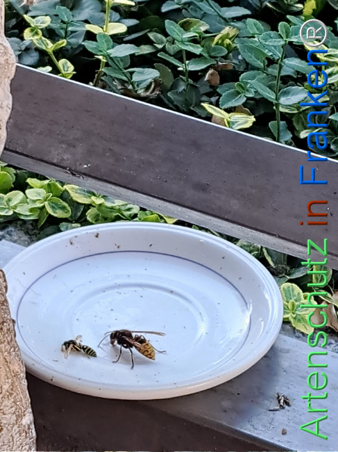 Bild zum Eintrag (1128967-160)