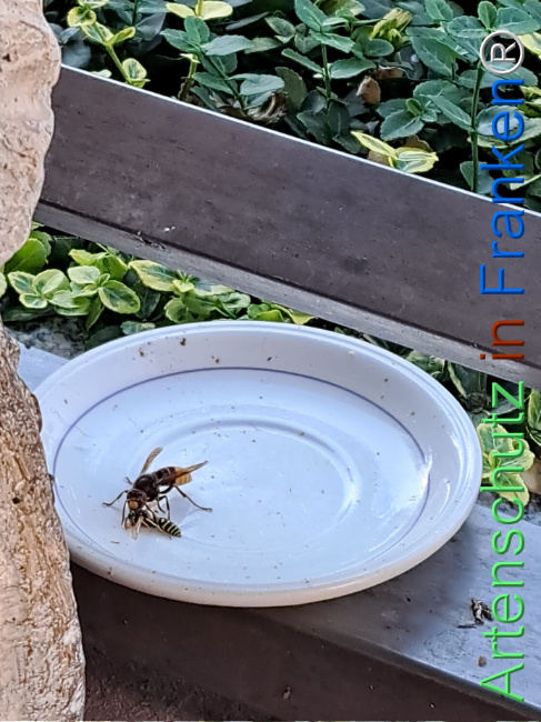 Bild zum Eintrag (1128969-160)