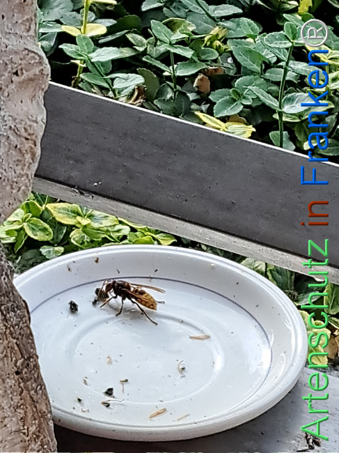 Bild zum Eintrag (1128970-160)